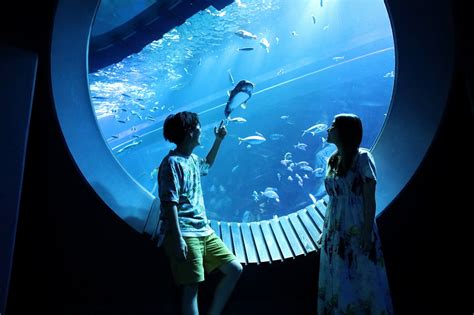 水族館 デート 付き合う 前|水族館デートは付き合う前に行こう♡恋が発展する女 .